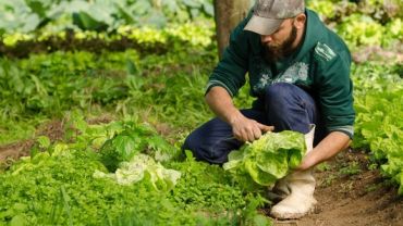 analise dos sistemas agroalimentares