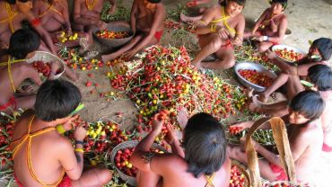 Preparando a pupunha para festa, aldeia Demini, Terra Indígena Yanomami, Amazonas. Foto: Kristian Bengtson, 2003