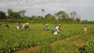 Agricultores familiares fazem colheita manual de feijão-caupi
